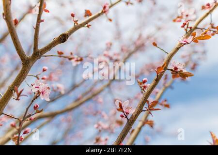 Schöne blühende japanische Kirsche Sakura Blüte und Knospen. Hintergrund mit Blumen an einem Frühlingstag. Stockfoto