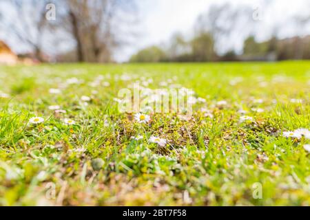 Abstrakte Soft-Prozess Foto von Gras Hof Raum Hintergrund. Nahaufnahme Gänseblümchen und Wiese mit verblurten Park Hintergrund Stockfoto