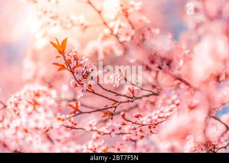 Frühling Rand Hintergrund mit rosa Blüte. Traum verschwommen Frühlingsblumen auf Baum, sonnigen Morgen. Stockfoto