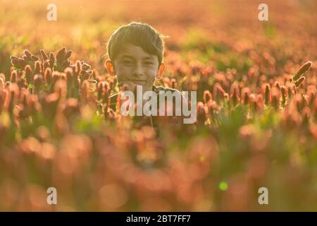 Denkender Junge mit einem Strauß in einem Kleeblatt Feld. Hintergrundbeleuchtung in goldener Stunde. Ein Junge Stockfoto