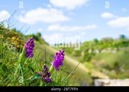 Orchis mascula, die frühviolette Orchidee, orchis im frühen Frühjahr in Deep Dale - einem Kalksteintal im Peak District National Park, Derbyshire, Großbritannien Stockfoto