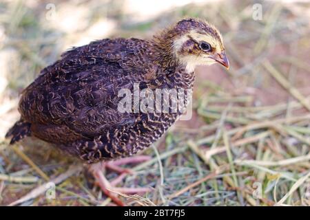 Nahaufnahme einer jungen japanischen Wachtel mit schönen braunen Federn Stockfoto