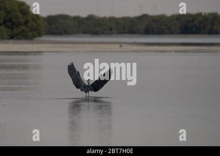 WESTERN Reef Heron, auch der westliche Riffreiher genannt, an der Nordostküste von Katar Stockfoto