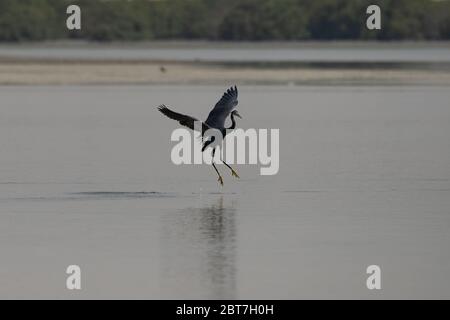 WESTERN Reef Heron, auch der westliche Riffreiher genannt, an der Nordostküste von Katar Stockfoto