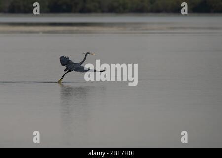 WESTERN Reef Heron, auch der westliche Riffreiher genannt, an der Nordostküste von Katar Stockfoto