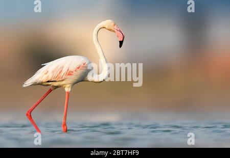 Diese berühmten rosa Vögel sind in warmen, wässrigen Regionen auf vielen Kontinenten zu finden. Sie bevorzugen Umgebungen wie Mündungen und salzhaltigen oder alkalischen Seen. Stockfoto