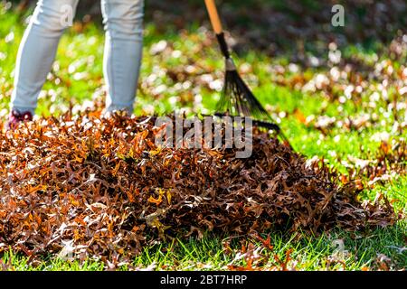 Person Hausbesitzer Frau im Garten Hof Hinterhof Raking trockenen Herbst Laub Eiche Blätter Haufen stehen mit Rechen im Herbst sonniges Sonnenlicht Stockfoto