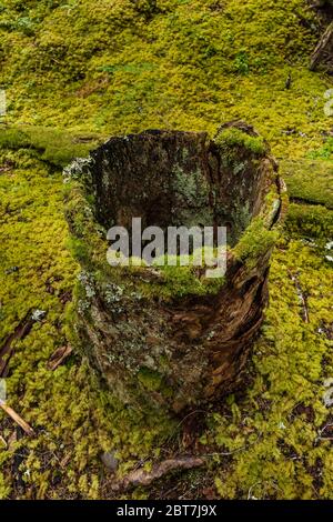 Hohler Stumpf auf einem moosigen Waldboden in der Nähe des Upper Dungeness Trail entlang des Dungeness River im Olympic National Forest, Olympic Peninsula, Washingto Stockfoto