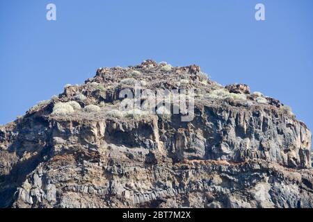 Grüne Klippe von La Palma unter einem blauen Himmel Stockfoto