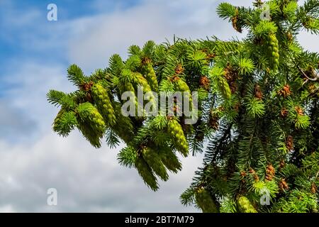 Douglas Fir, Pseudotsuga menziesii, grüne Zapfen auf Zweigen im Olympic National Forest, Olympic Peninsula, Washington State, USA Stockfoto