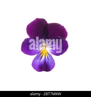 Makro-Foto von Johnny Jump-up Blume Stockfoto