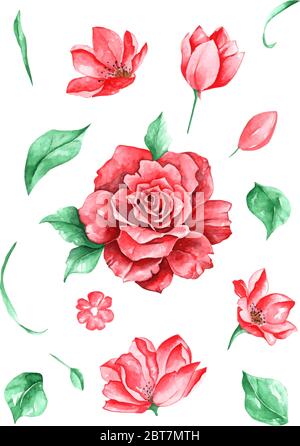 Set von Blumen Rosen und Blätter Vektor-Zeichnung und Malerei von Aquarell auf weißem Hintergrund Stock Vektor