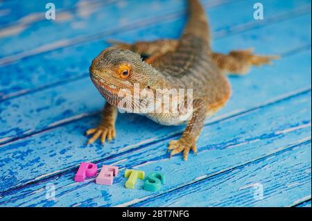 Der männliche bärtige Drache sitzt auf einem blauen Holzhintergrund mit dem Wort HAUSTIERE vor ihm, mit holzfarbenen Buchstaben gelegt, Fokus auf den Tierkopf Stockfoto