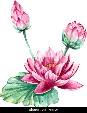 Rosa und lila Seerose Lotusblume, Vektor-Aquarell-Illustration, isoliert auf weißem Hintergrund Stock Vektor