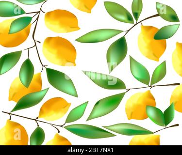 Zitronenfrüchte mit Blättern auf weißem Hintergrund. Stock Vektor