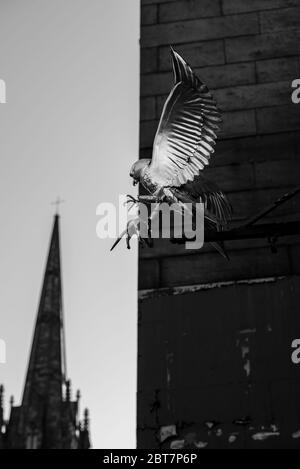 Statue des goldenen Falken im Gladstones Land Edinburgh mit Kirchturm im Hintergrund. Dramatische Schwarzweiß-Aufnahme. Stockfoto