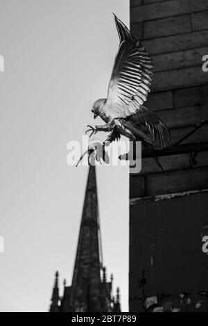 Statue des goldenen Falken im Gladstones Land Edinburgh mit Kirchturm im Hintergrund. Dramatische Schwarzweiß-Aufnahme. Stockfoto