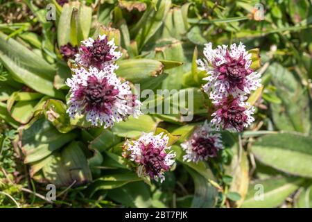 Ein Klumpen von Orchideen mit verbrannter Spitze (Neotinea ustulata), eine seltene Orchideenart in Hampshire, England, Großbritannien Stockfoto