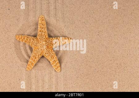 Seesterne, die in der Mitte eines Sandkreises liegen. Draufsicht Stockfoto