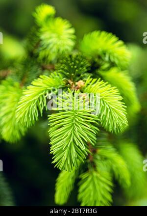 Frisch wachsende Tannen sprießen an Ast im Frühlingswald. Natur Hintergrund mit schönen Bokeh. Selektiver Fokus. Stockfoto