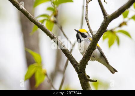 Goldflügelwaldsänger - Vermivora chrysoptera Stockfoto