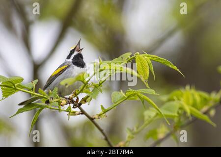 Goldflügelwaldsänger - Vermivora chrysoptera Stockfoto