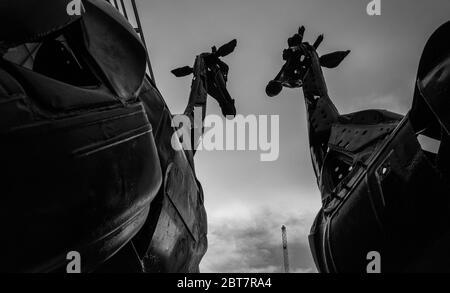 Martha und Gilbert Giraffen-Skulpturen vom Omni Centre Edinburgh. Dramatische Schwarzweiß-Aufnahme. Stockfoto