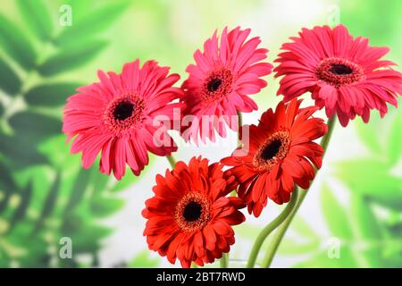 Bouquet von roten und rosa Gerbera Blüten auf dem grünen Frühling Hintergrund Nahaufnahme. Frühling, Gartenkonzept. Stockfoto