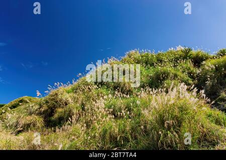 Naturlandschaft des Xiaoyoukeng im Yangmingshan Nationalpark, Taipei, Taiwan Stockfoto