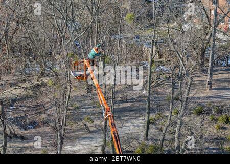 Unerkannte Arbeiter Kletterer schneidet die trockenen Äste durch Kettensäge auf dem riesigen Baum. Blick von oben. Stockfoto