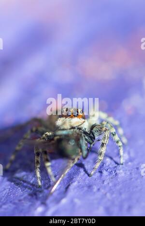 Graue Wandspringspinne, Menemerus bivittatus Fütterung Stockfoto