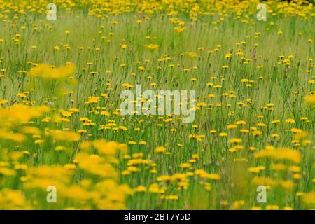 Wiese von gelben Wildblumen in voller Blüte. Stockfoto