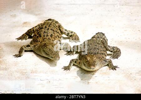 Zwei Krokodile auf einer Farm in Langkawi, Malaysia Stockfoto