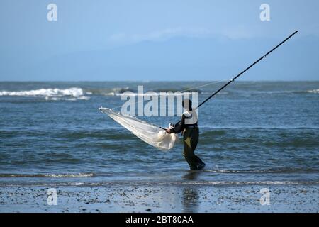 HOKITIKA, NEUSEELAND, 24. OKTOBER 2019: Ein Mann nutzt ein Schaufelnetz, um am Hokitika-Strand an der Westküste der Südinsel Weißköder zu fangen Stockfoto