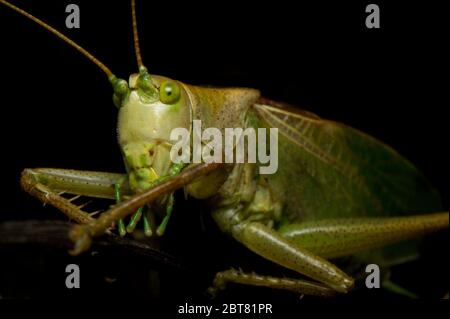 Ein neugieriges Katydid. Große grüne Buschgrillen gehören zur Familie der Tettigoniidae. Da sie fleischfressend sind, jagen sie Fliegen, Raupen und Larven. Stockfoto