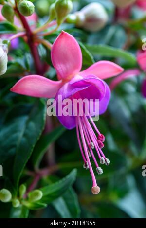 Nahaufnahme einer schönen Fuchsia-Blüte mit einem schönen weichen Bokeh im Hintergrund. Stockfoto