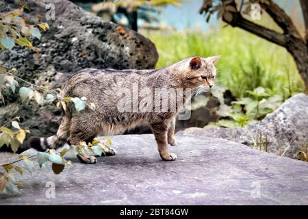 Jagd europäische Wildkatze beobachtet ihre Beute, Stockfoto