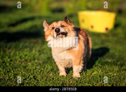 Roter Hund Corgi lustig schüttelt nach dem Waschen im Garten auf dem grünen Gras Spritzwasser Tropfen mit nassen Haaren Stockfoto