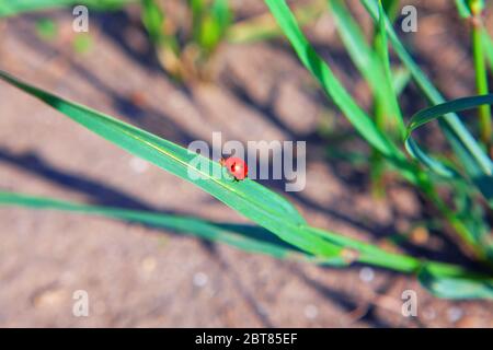 marienkäfer auf einem Grashalm Stockfoto