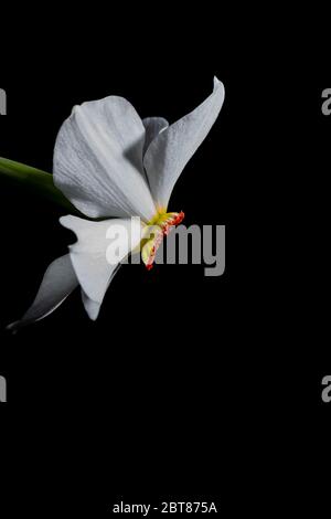 Blume von weißen Narzissen, isoliert auf schwarzem Hintergrund. Nahaufnahme Seitenansicht Stockfoto