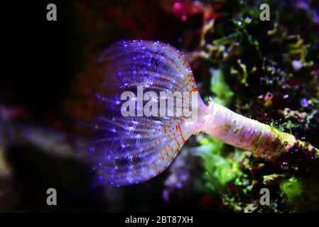 Weißer kleiner Röhrenwurm in der Makroszene im Meeresriff Aquaium Stockfoto