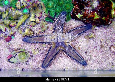 Mittelmeer Sand Seestern - Astropekten spinulosus Stockfoto