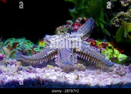 Mittelmeer Sand Seestern - Astropekten spinulosus Stockfoto