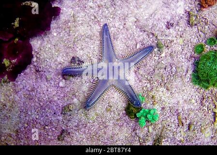 Mittelmeer Sand Seestern - Astropekten spinulosus Stockfoto