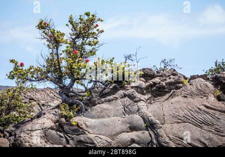 Details der alten Lavaströme erhoben sich und rissig im Laufe der Zeit mit einem Ohi-Baum wächst auf ihm, Hawaii Volcanoes National Park, Hawaii, USA. Stockfoto
