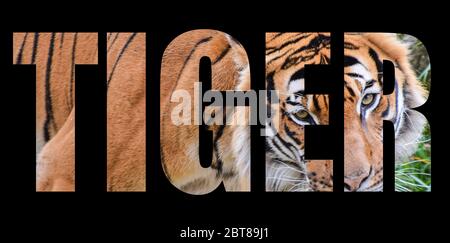 Ein Bild eines Tigers, der das Wort Tiger auf schwarzem Hintergrund bildet Stockfoto