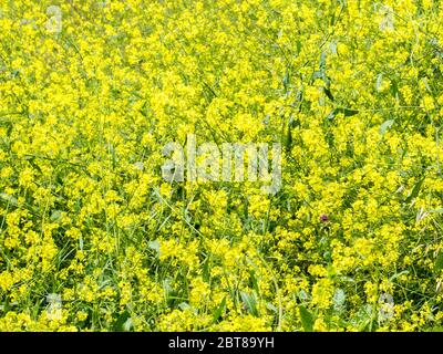 Hintergrund Tapete-Vollbild Nahaufnahme von leuchtend gelben Wildblumen bedeckt einen Hang Stockfoto