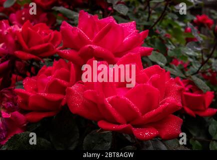 Rosen in voller Blüte Stockfoto