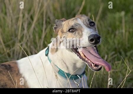 Ein brindle Windhund Hose mit Zunge heraus, wie sie kühlt zwischen langem Gras in einem sonnigen Feld Stockfoto