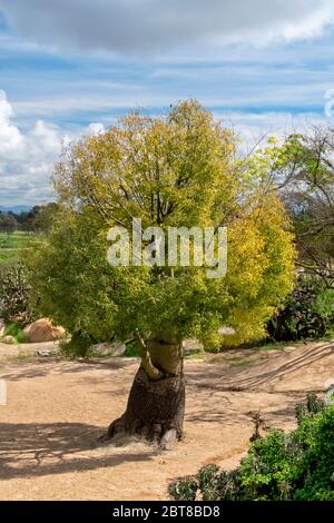 Baobab oder Boab, boaboa, Flaschenbaum, umgekehrter Baum und Affenbrotbaum Stockfoto